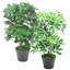 55 cm H Faux Ficus Plant in Plastic Pot Liner-124074660-125475143