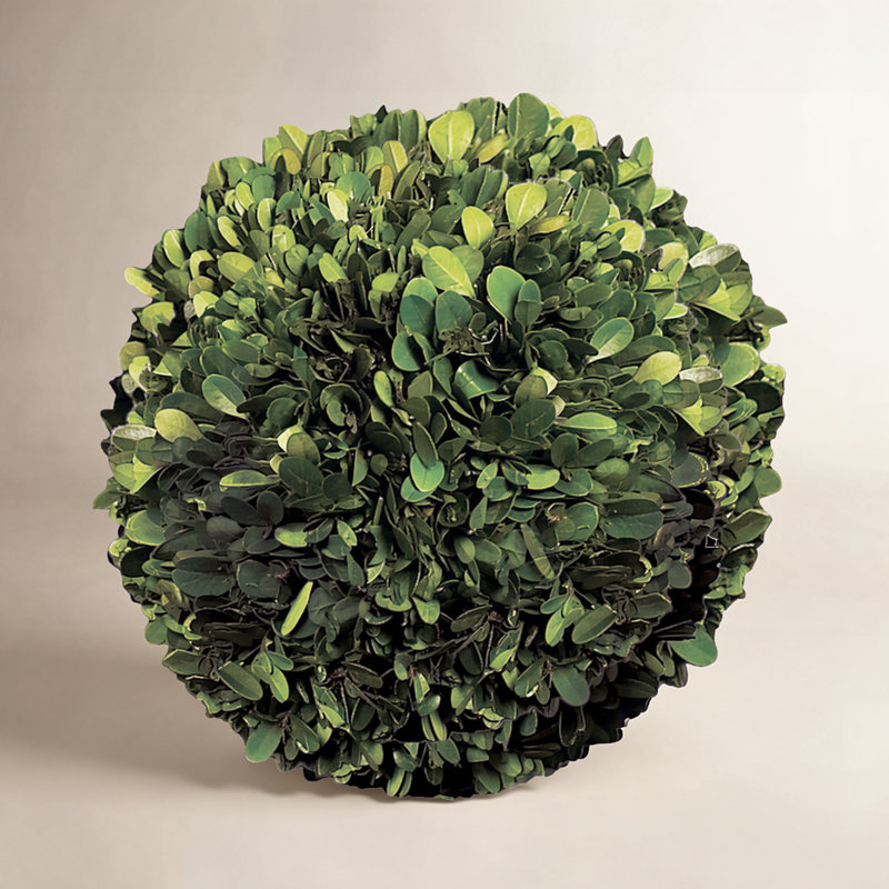 Preserved Greens Topiary, Hedge Plant in, 8" H x 8" W x 8" D