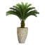 Palmier Cycas Panama