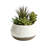 Assorted Succulents in White Cermic Pot