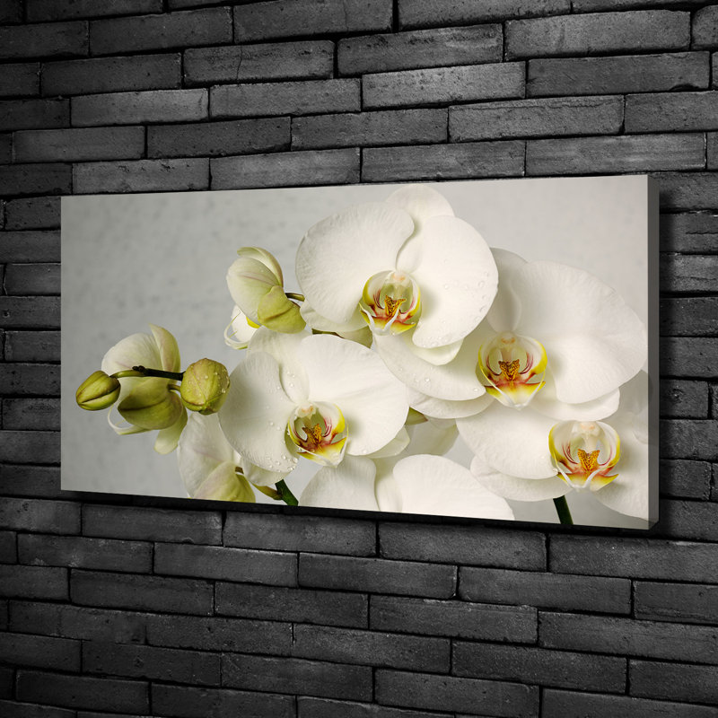 White Orchid - Wrapped Canvas Print, Canvas, 50cm H x 100cm W 