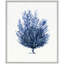 Sapphire Sealife 1 Print by Hamptons
