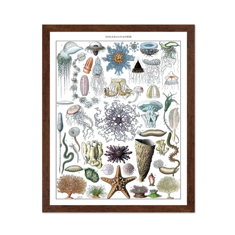 Adolphe Millot - Biologie marine, H 24 po x l 32 po, Affiche, Encadrement brun