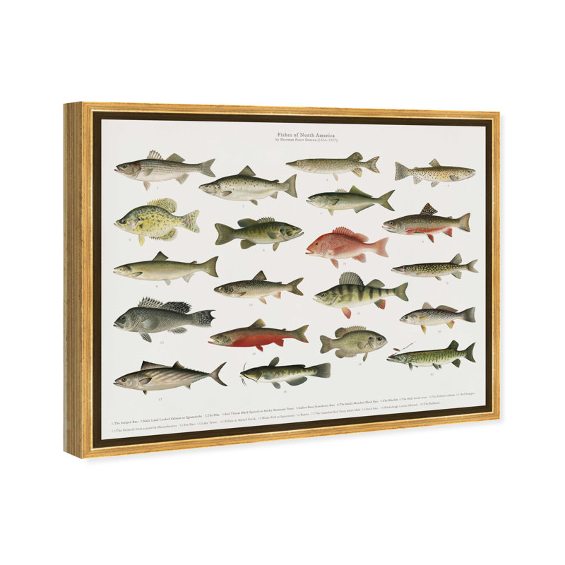 " American Fish " Painting Print, 24" H x 20" W, Gold Framed