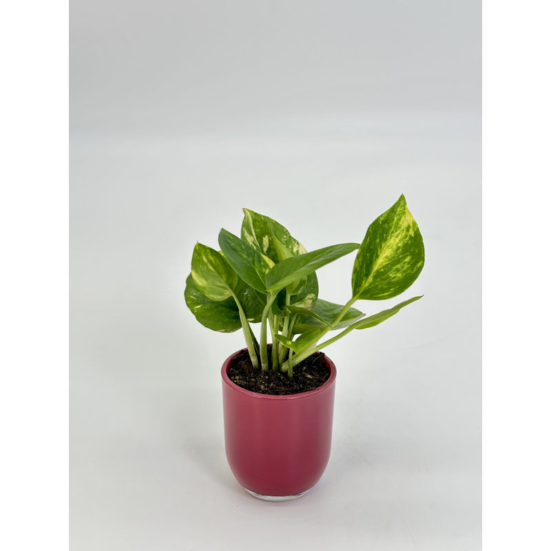 tropical plants