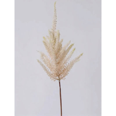Blush Astilbe