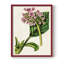 Reproduction encadrée Antique Floral Folio III - bois massif-1344714940-1344714943