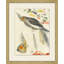 Lewin's Parrots 2 Painting