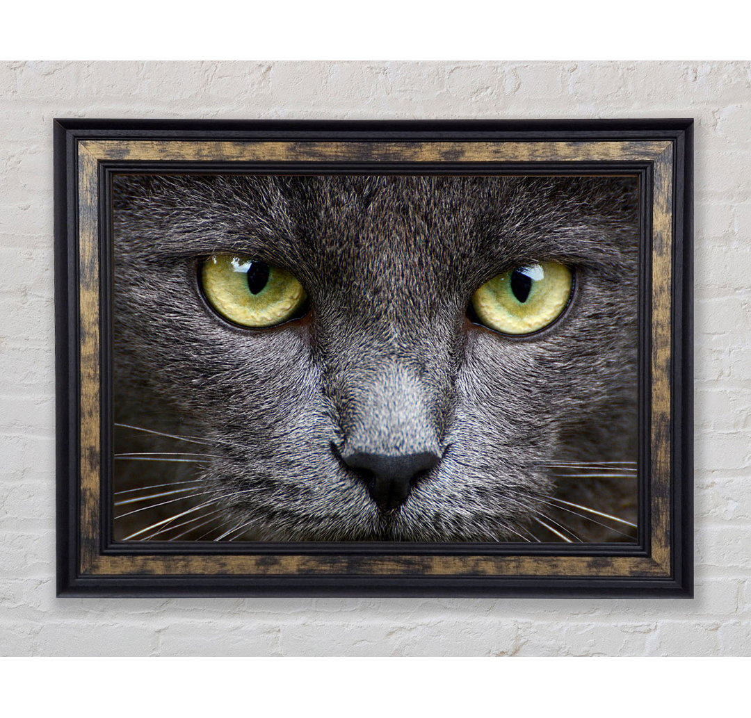 Smokey Grey Cat - Einzelner Bilderrahmen Kunstdrucke