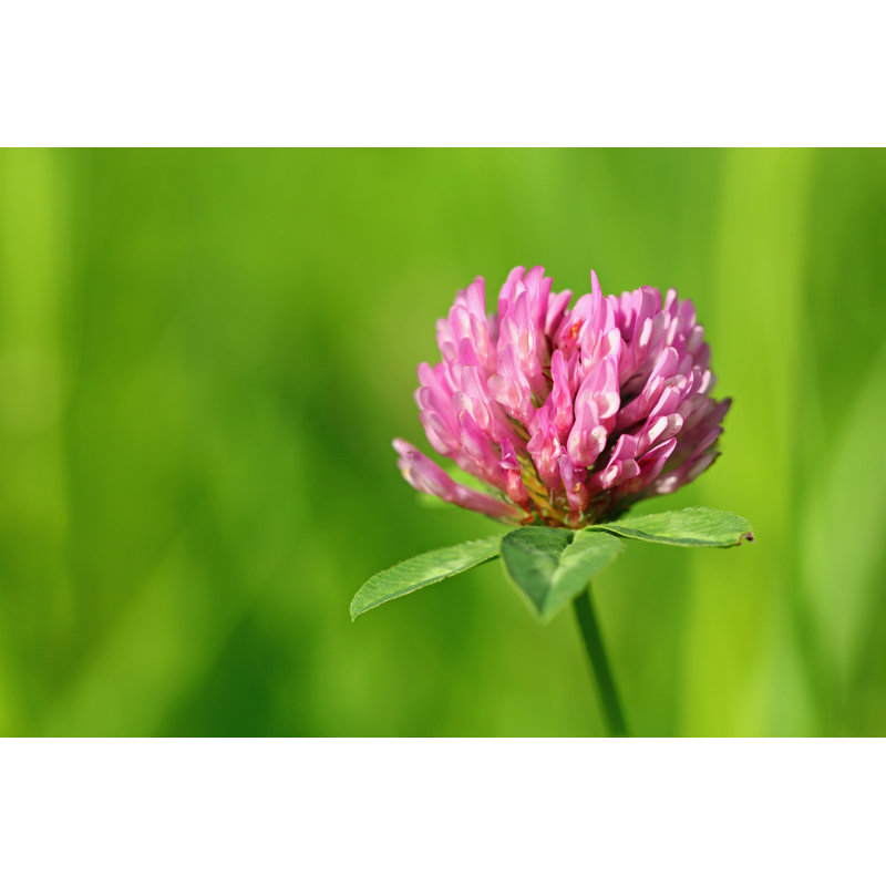 Red Clover by Basieb - Wrapped Canvas Print, 61cm H x 91cm W x 3.8cm D