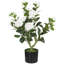 65cm Plant-446146512