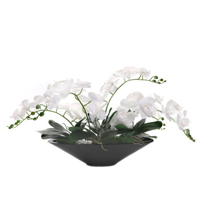 Orchid Arrangement in Pot