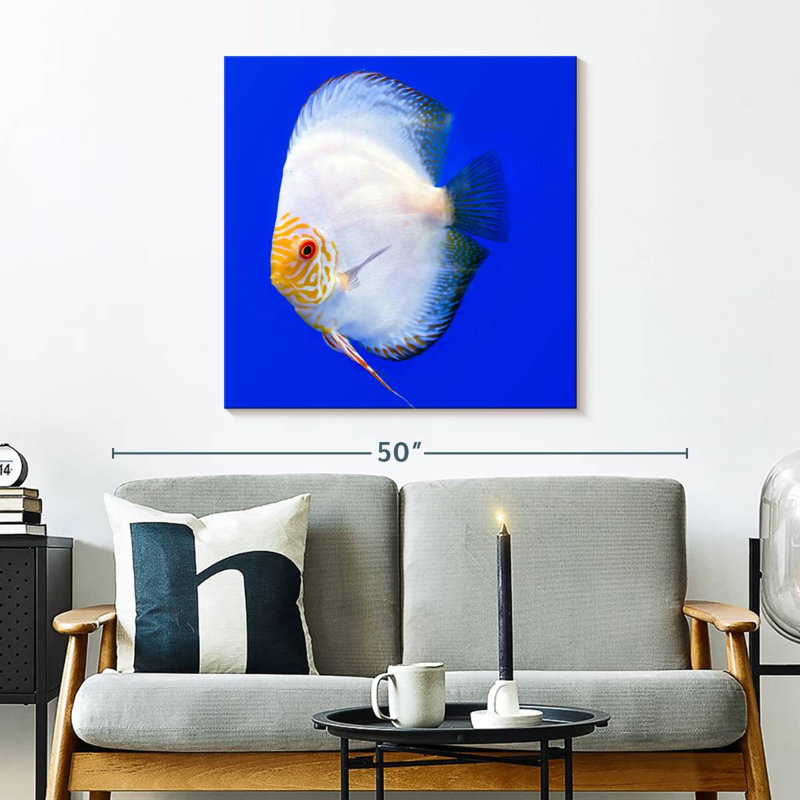 Brampt Pompadour Discus Fish, 30" H x 30" W