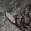 Edija Distressed bronze metallic faux rocks stone plaster modern wallpaper