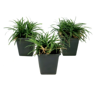 4 in. Dwarf Mondo Grass (8-Pack)