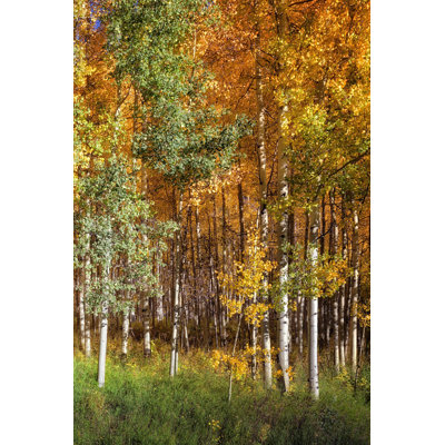 Aspen Glen II