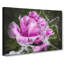Purple Peony Flower Vol.2 - Wrapped Canvas-61837134