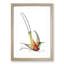 Long-Tailed Hummingbird by George Shaw - Picture Frame Painting Print-55617733-55617732
