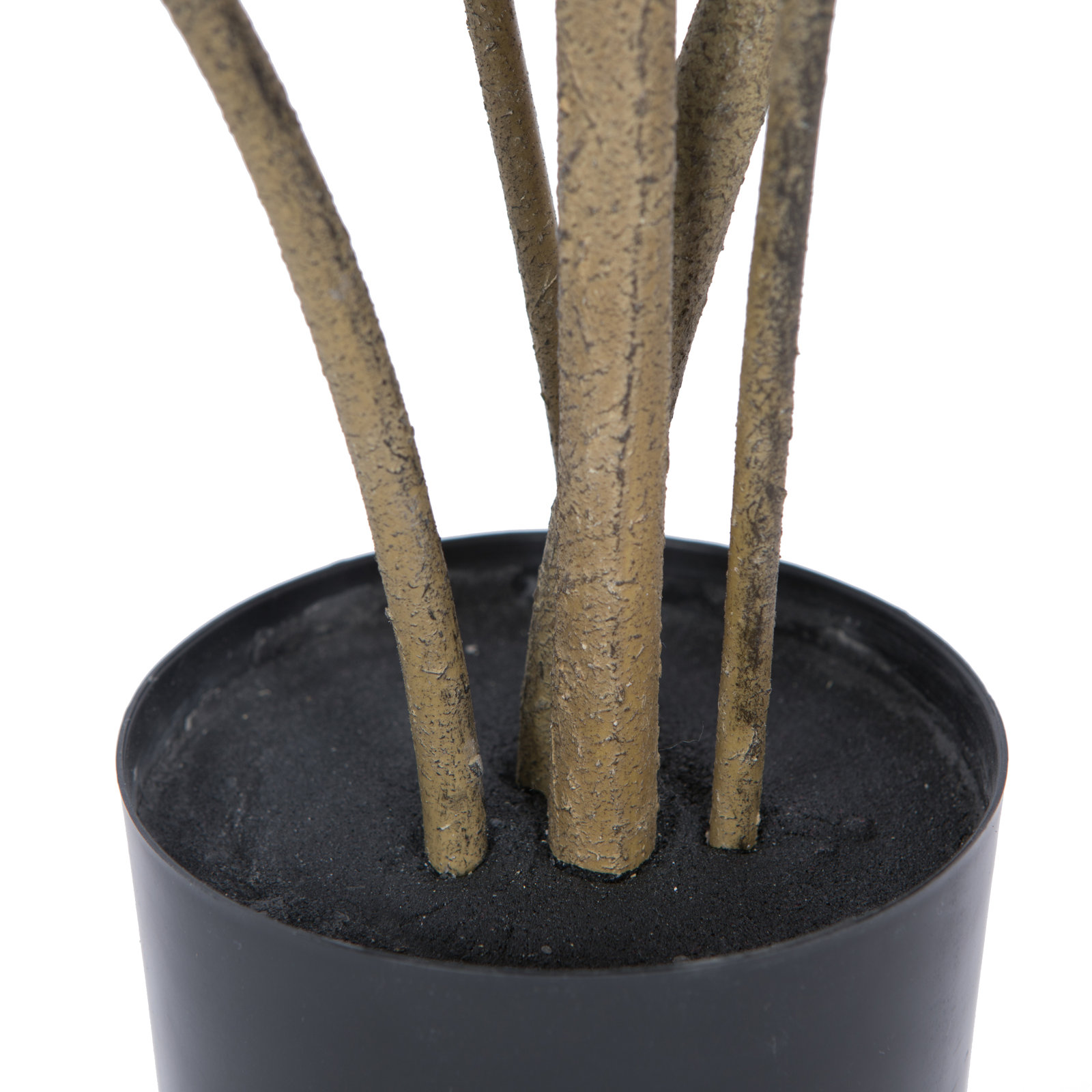 Cotinus Coggygria Tree in Pot, 72" H x 29" W x 29" D