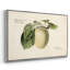 «Vintage Botanical - XLV» sur toile-1308361234-1308361232