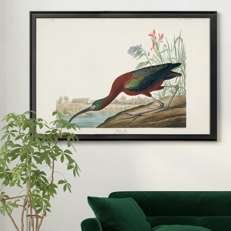 Brillant ibis - reproduction de cadre photo sur toile, H 22,5 po x l 30,5 po x P 1,5 po, Noir