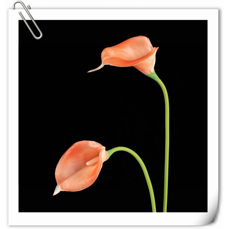 Arrangement Lillies, H 13,58 po x l 2,3 po x P 3 po, Corail