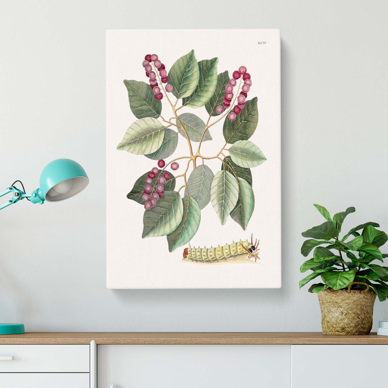 Caterpillar & Pigeon-Plum Plant by Mark Catesby - Wrapped Canvas, 60cm H x 40cm W x 3cm D