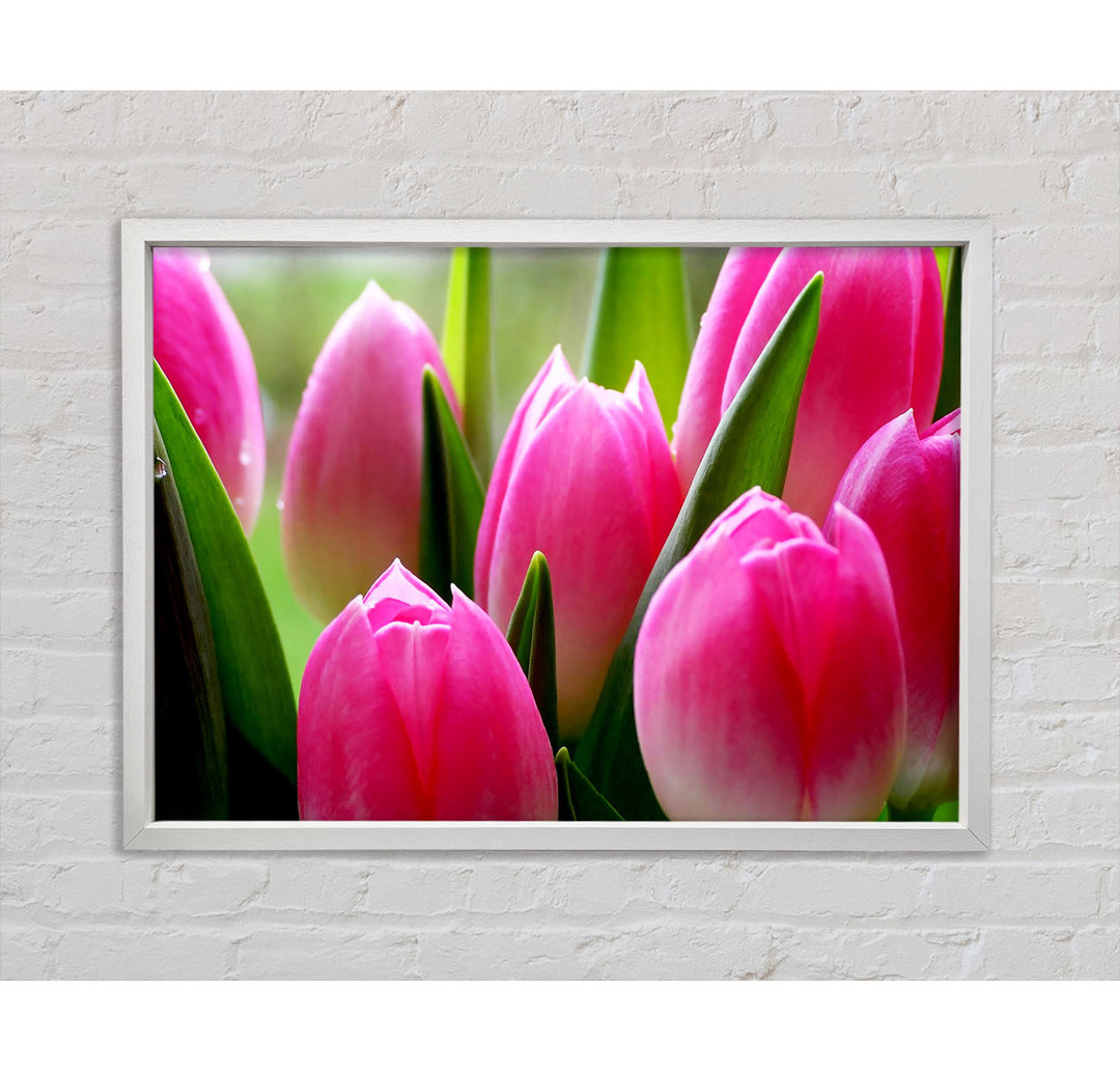 Pink Tulip Garden Surprise - Einzelner Bilderrahmen Kunstdrucke auf Leinwand