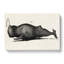 Vintage Toothed Whale Illustration - Wrapped Canvas-55370032