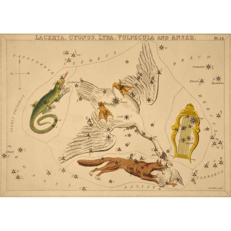 Lacerta Print by Grand Archives, 32" H x 45" W, Black Framed