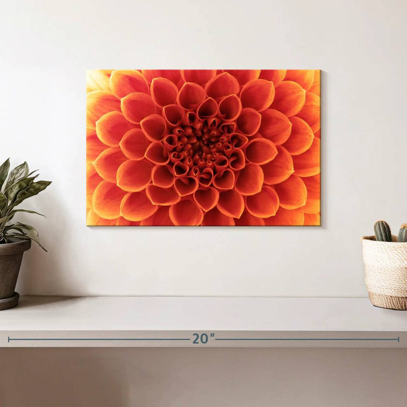 Dahlia orange Harnek, H 8 po x l 12 po