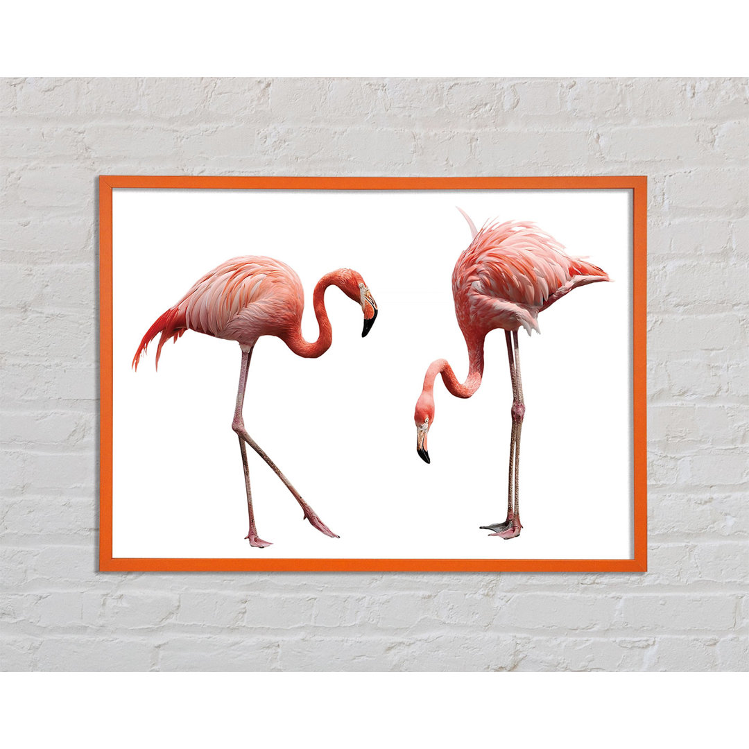 Aldoris Pink Flamingo Duo - Druck