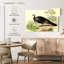 Dindon sauvage Brampt-108159184