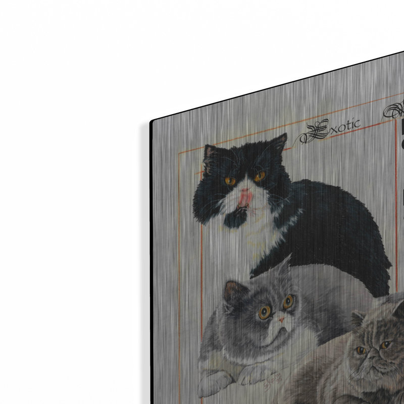 «Exotic Shorthair» par Barbara Keith, H 16 po x l 12 po