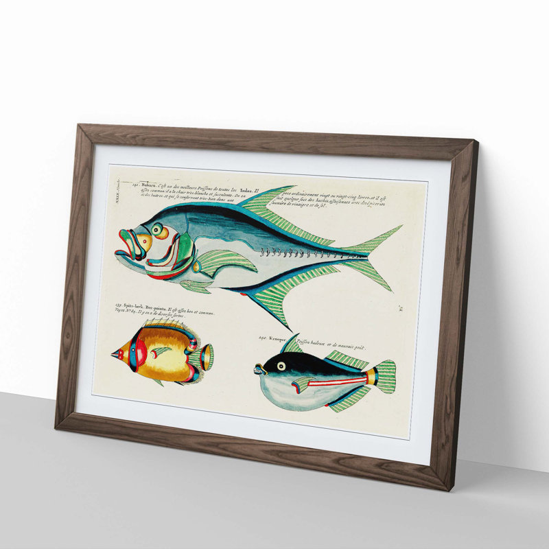 East Indies Fish Illustrations XXIX by Louis Renard - Picture Frame Graphic Art Print, 48cm H x 65cm W x 2cm D, Walnut Framed