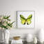 Butterfly Study 7' Framed Graphic Art Print on Glass