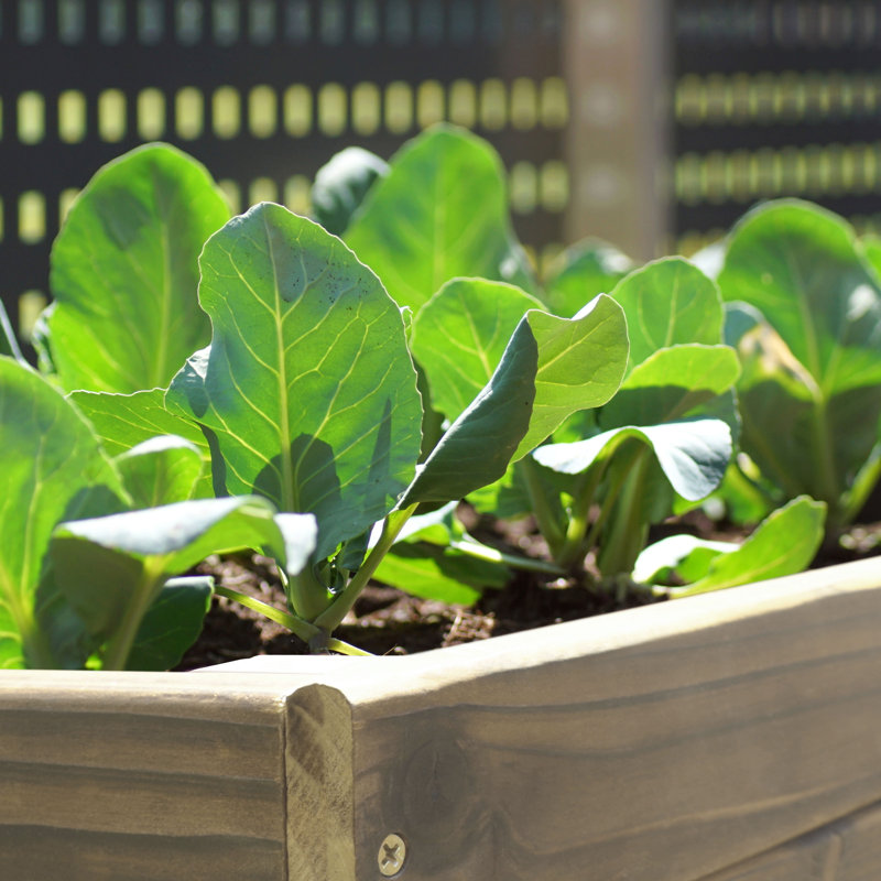 Janay Large Wood Raised Garden Bed, Brown