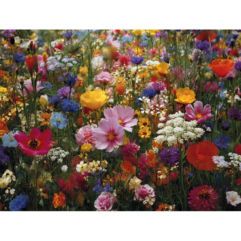 Art mural sur toile tendue Wildflower, H 30 po x l 30 po x P 1,5 po