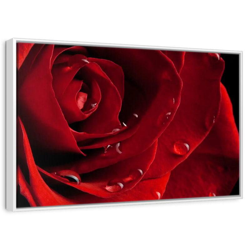 Rose rouge fraîche, Cadre flottant blanc, 37 po x 25 po