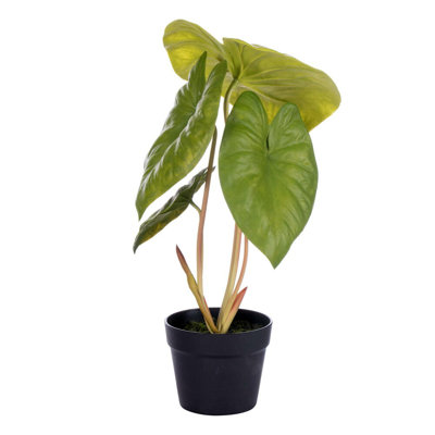 18" Alocasia Acuminata Potted Plant.