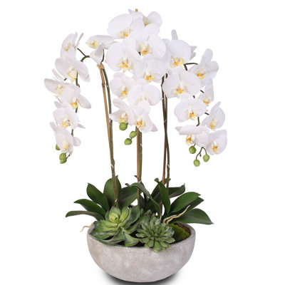 Orchid Arrangement in Vase