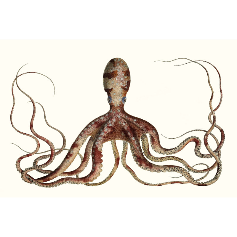 Antique Octopus Collection II - Print, 81 cm H x 122 cm W, Black Floater Frame
