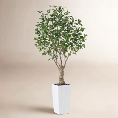 Adcock Ficus Tree in Decorative Vase