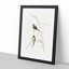 Long-Tailed Grass Finch by Elizabeth Gould - Framed Print-55577453-55577456