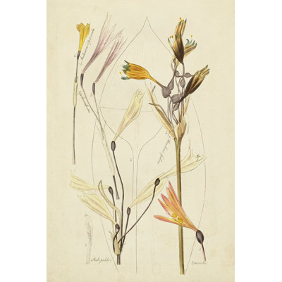 Croquis botanique antique VI
