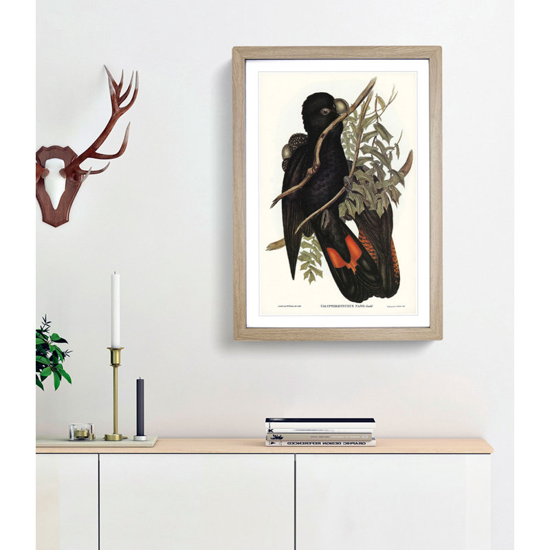 Western Black Cockatoos by Elizabeth Gould - Framed Print, 65cm H x 48cm W x 2cm D, Oak Framed
