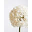 Fiori Allium Arrangement