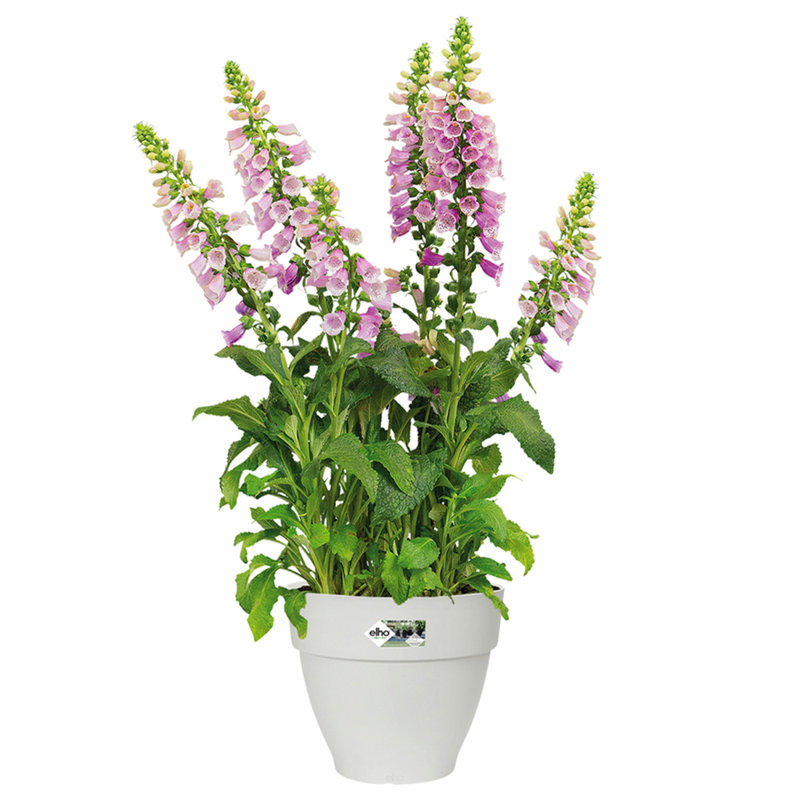 Pot Planter, 20cm H x 17cm W x 17cm D