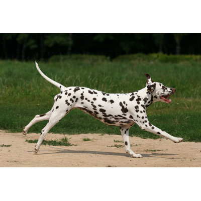 Mardig " Dalmatian In Grass " by Dixi_