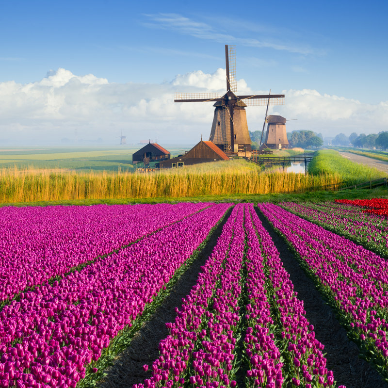 Tulipes et moulin à vent par Jacobh, H 12 po x l 12 po